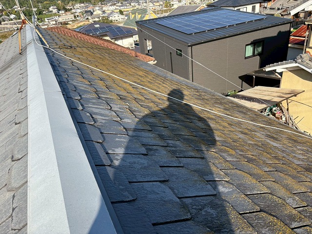 放置は厳禁な苔