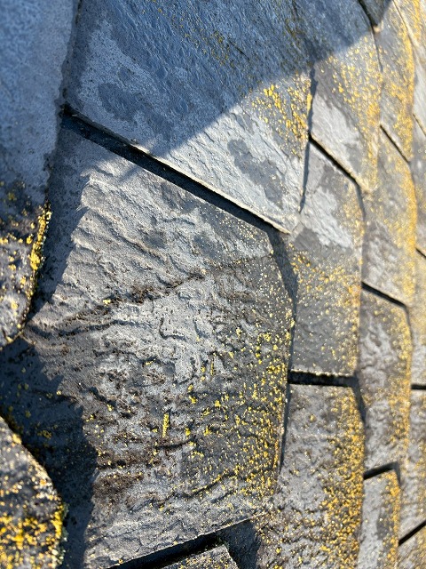 ご相談いただいた苔の不具合