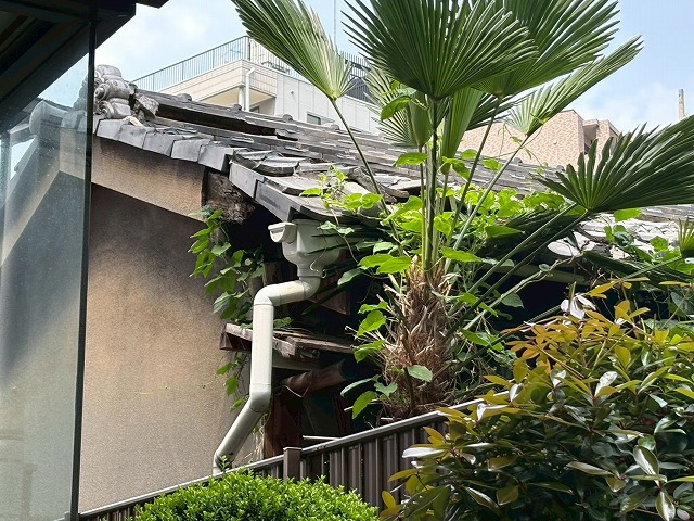 大阪市平野区で深刻な経年劣化が進んだ瓦屋根の現地調査、長年の雨漏りにより下地の腐食が疑われ垂木の交換が必要な状態